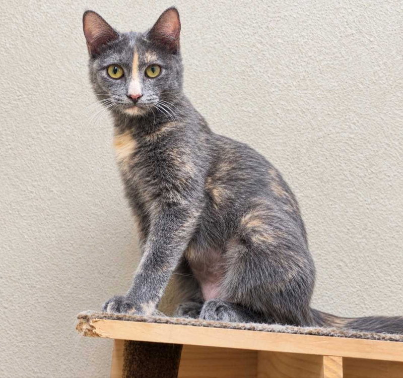 Rava Katze, photo 4