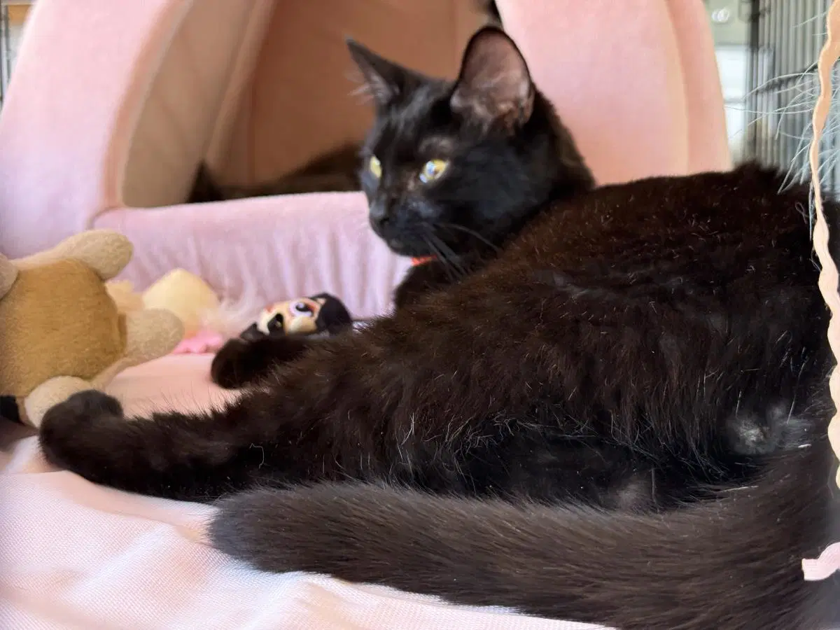 Pepper Katze image 4