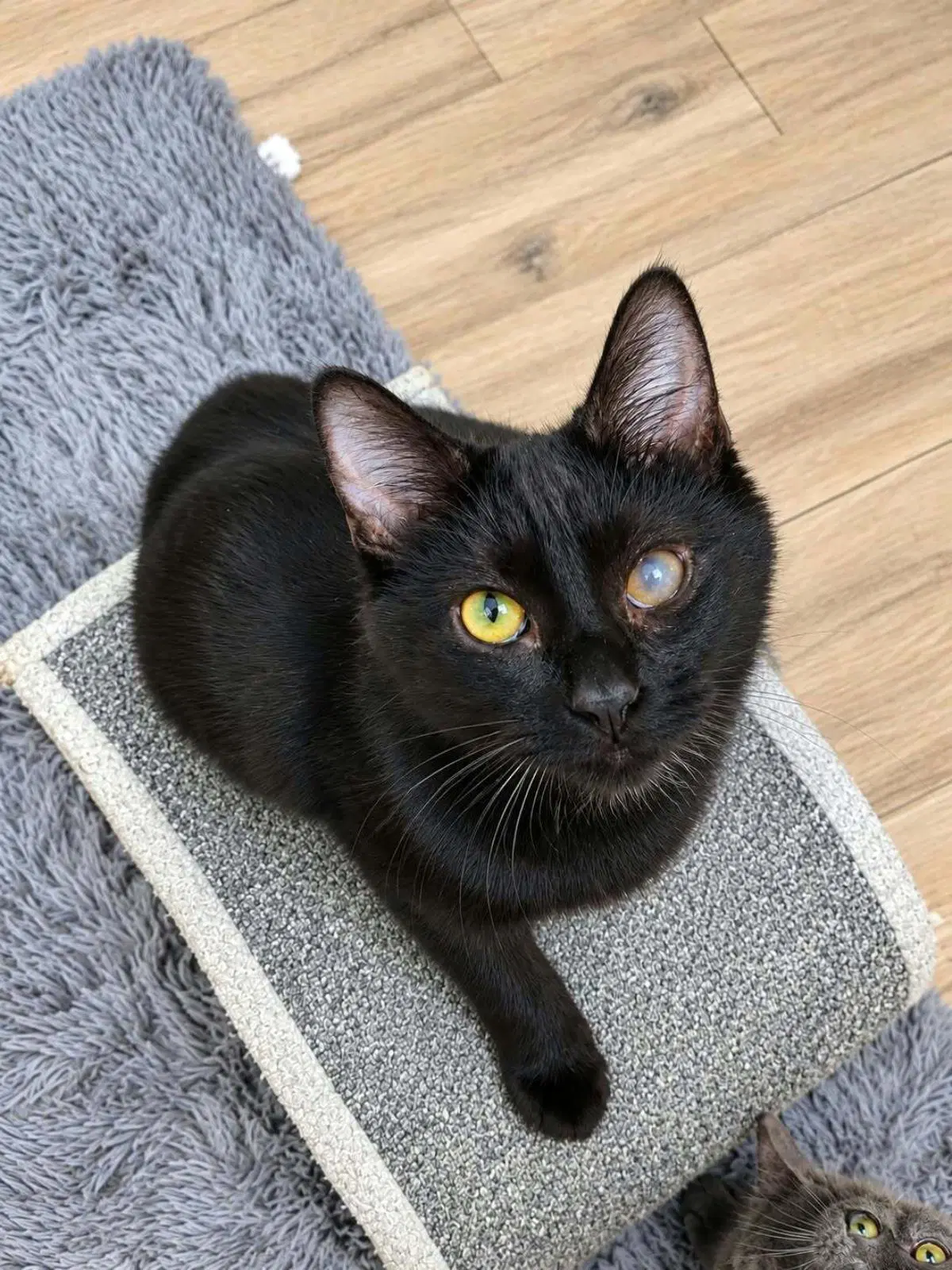 Pepper Katze - Domestic Short Hair