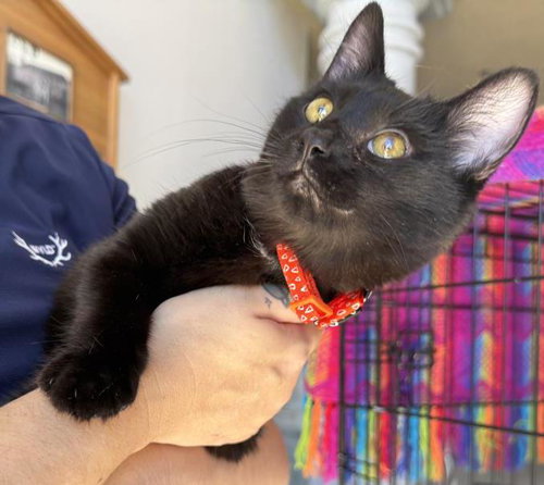 Pepper Katze, photo 3