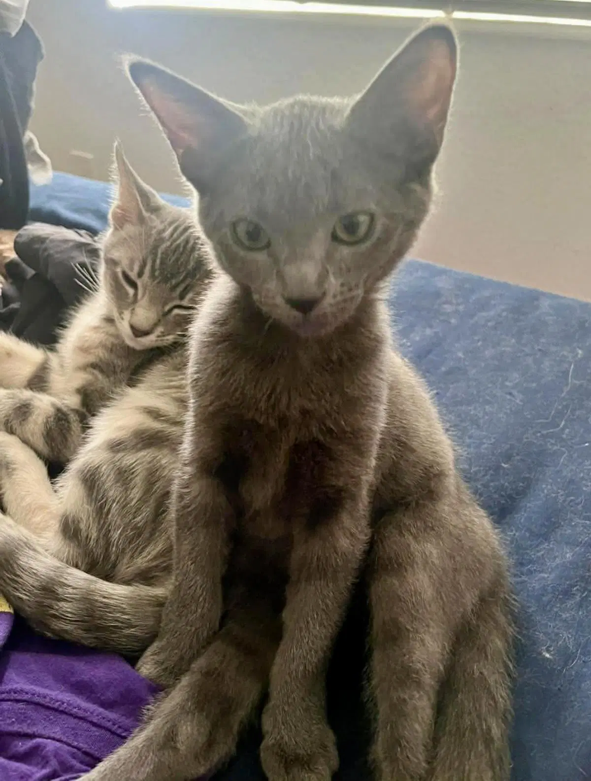 Blu Naylor Bonded To Cheba Naylor - Domestic Short Hair