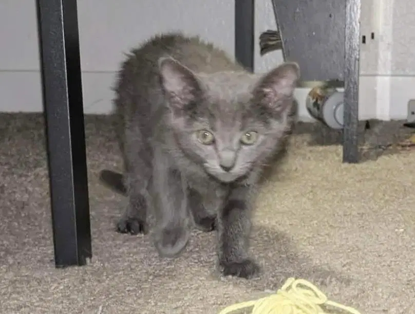 Blu Naylor Bonded To Cheba Naylor image 2