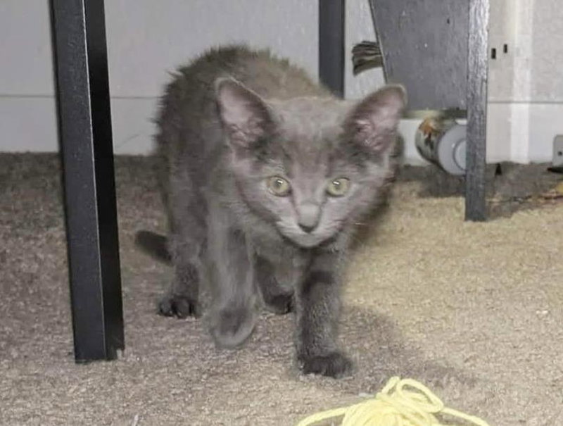 Blu Naylor Bonded To Cheba Naylor, photo 2