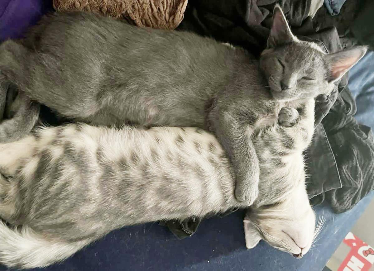 Photo of Blu Naylor Bonded To Cheba Naylor