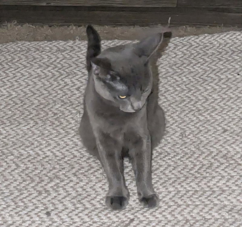 Blu Naylor Bonded To Cheba Naylor, photo 4