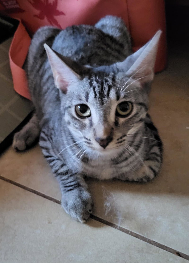 Tano Nambari, photo 2