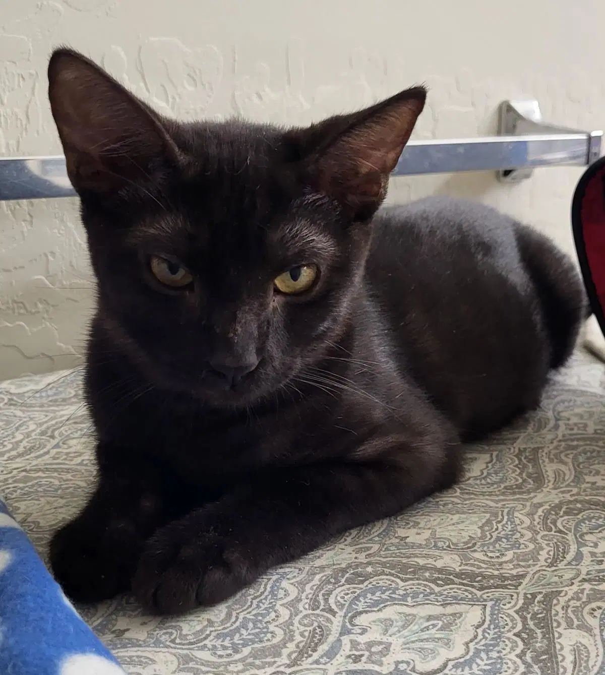 Mbili Nambari - Domestic Short Hair