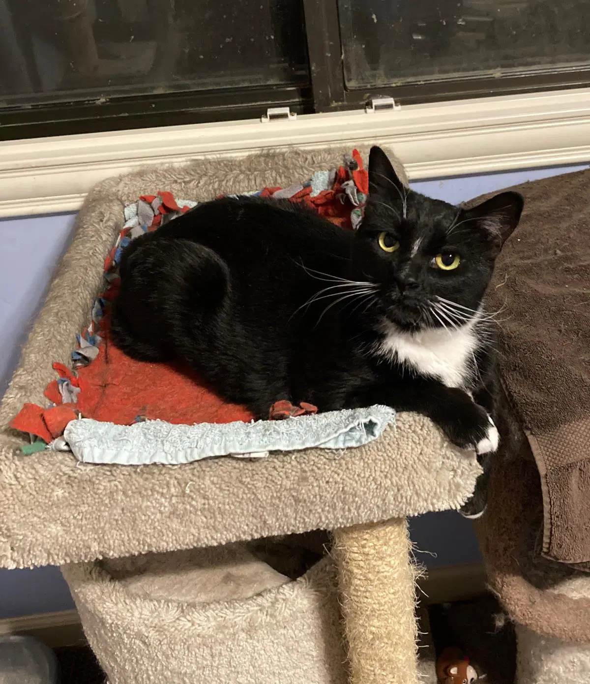 Bella Babygirl - Domestic Short Hair