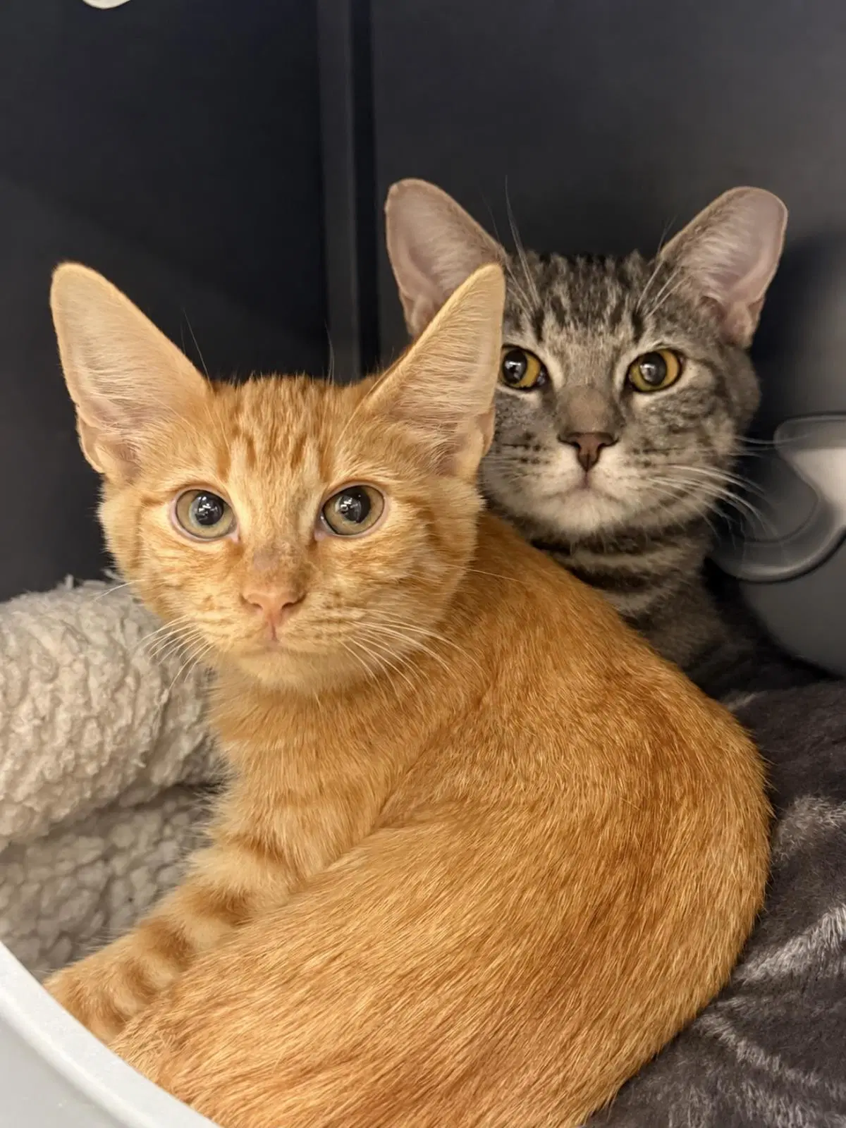 Cirrho Tomento Bonded With Crumpet - Domestic Short Hair