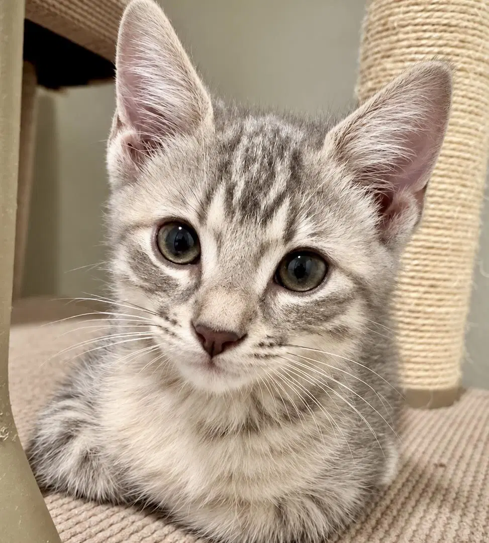 Miller Light Beer - Tabby