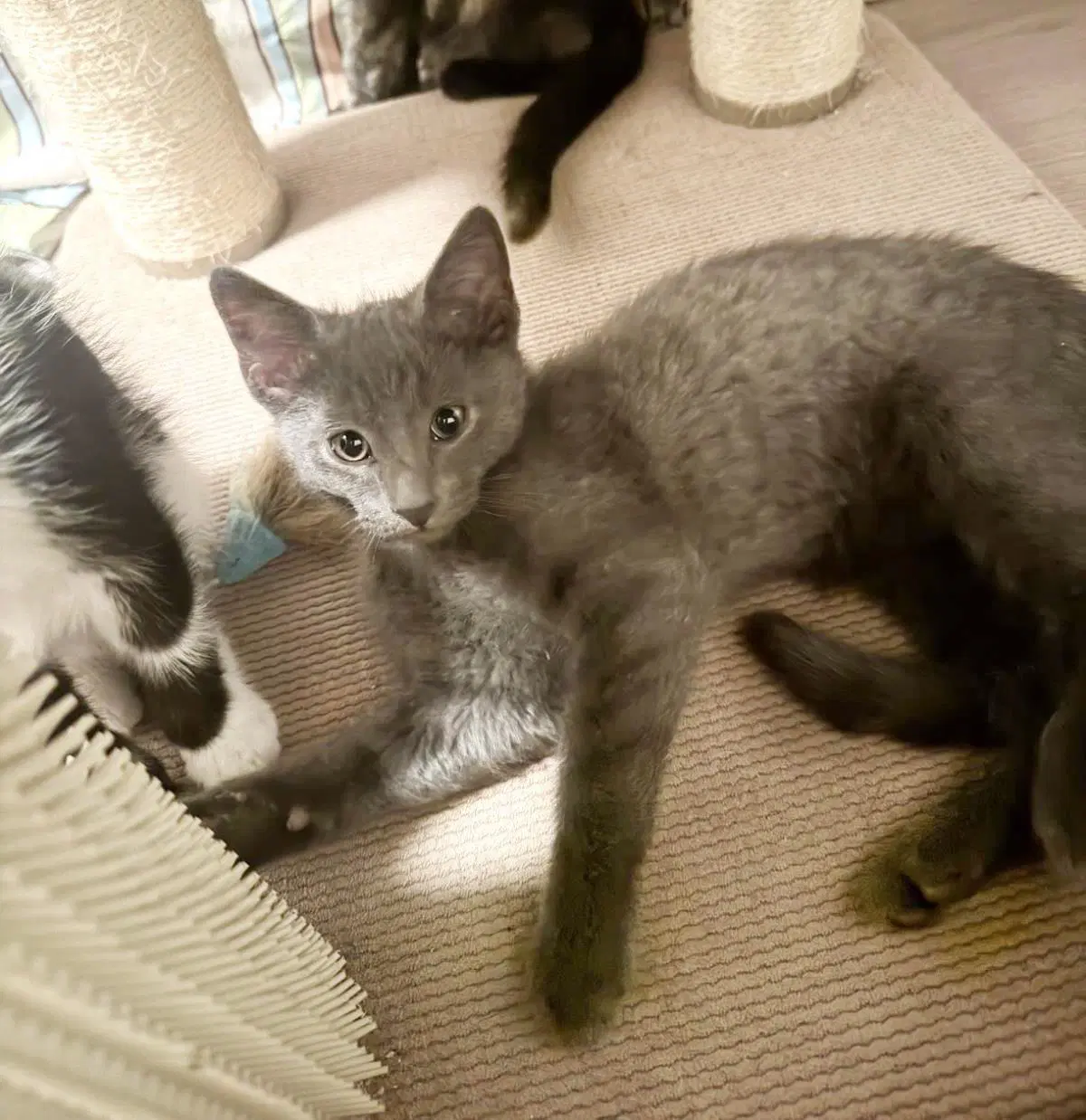 Coors Light Beer - Russian Blue