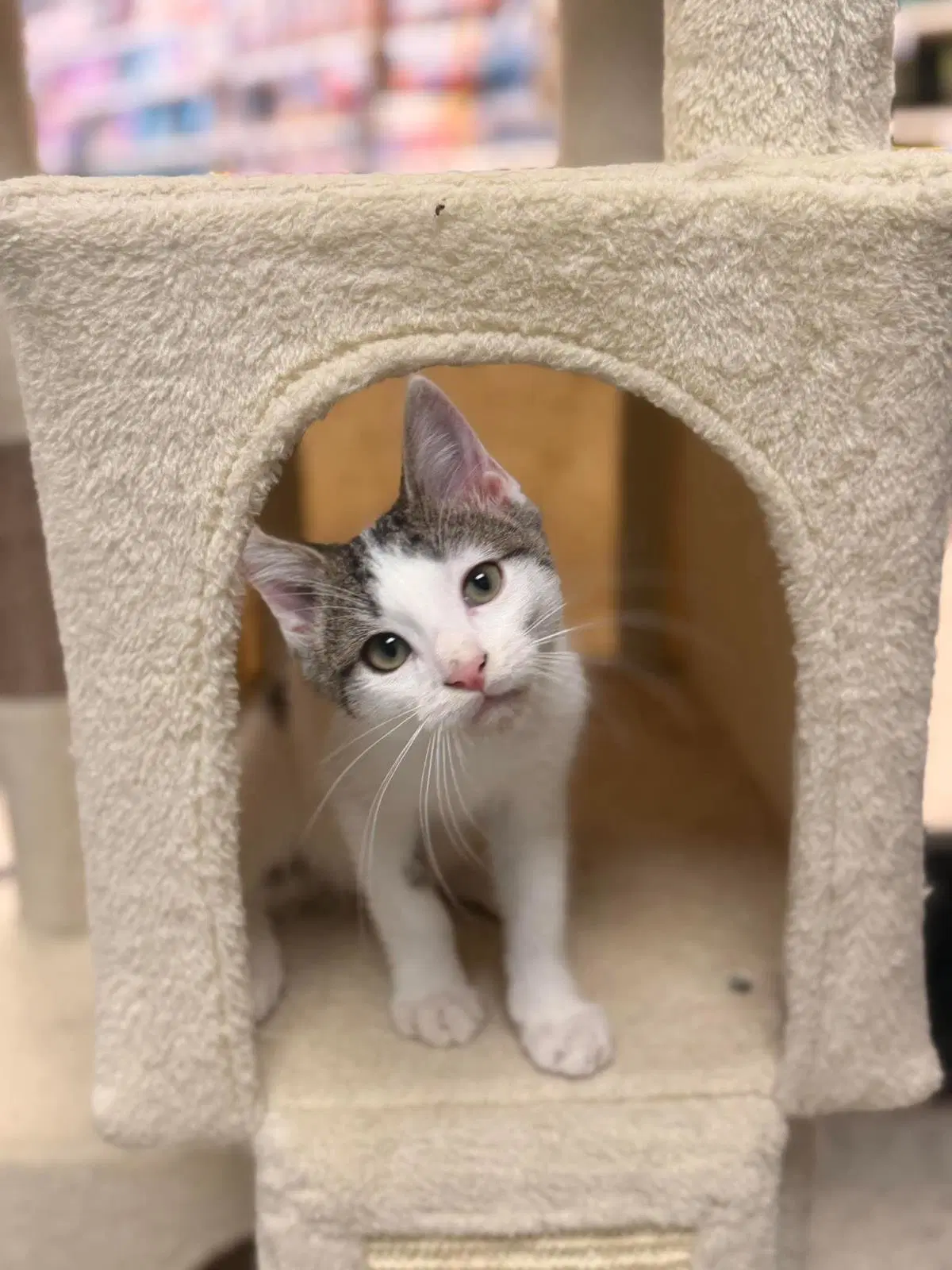 Six Seven - Domestic Short Hair