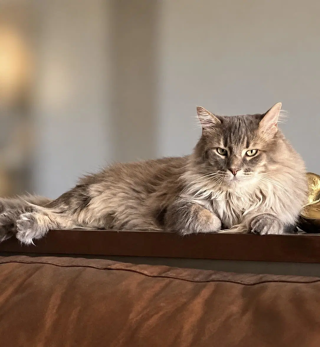 Smokey Burke - Domestic Medium Hair