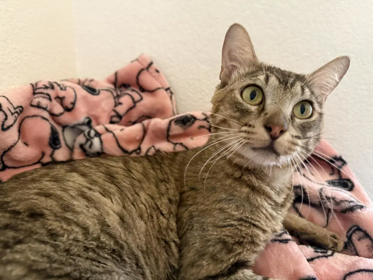 El Tigre - Domestic Short Hair