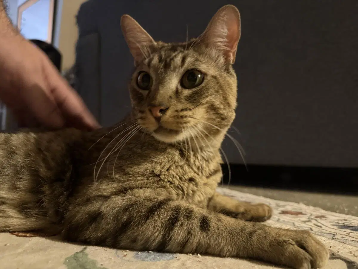El Tigre image 2