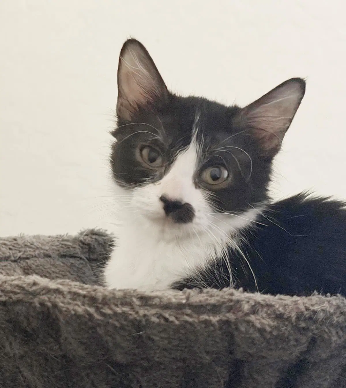 Janet Snow - Domestic Medium Hair