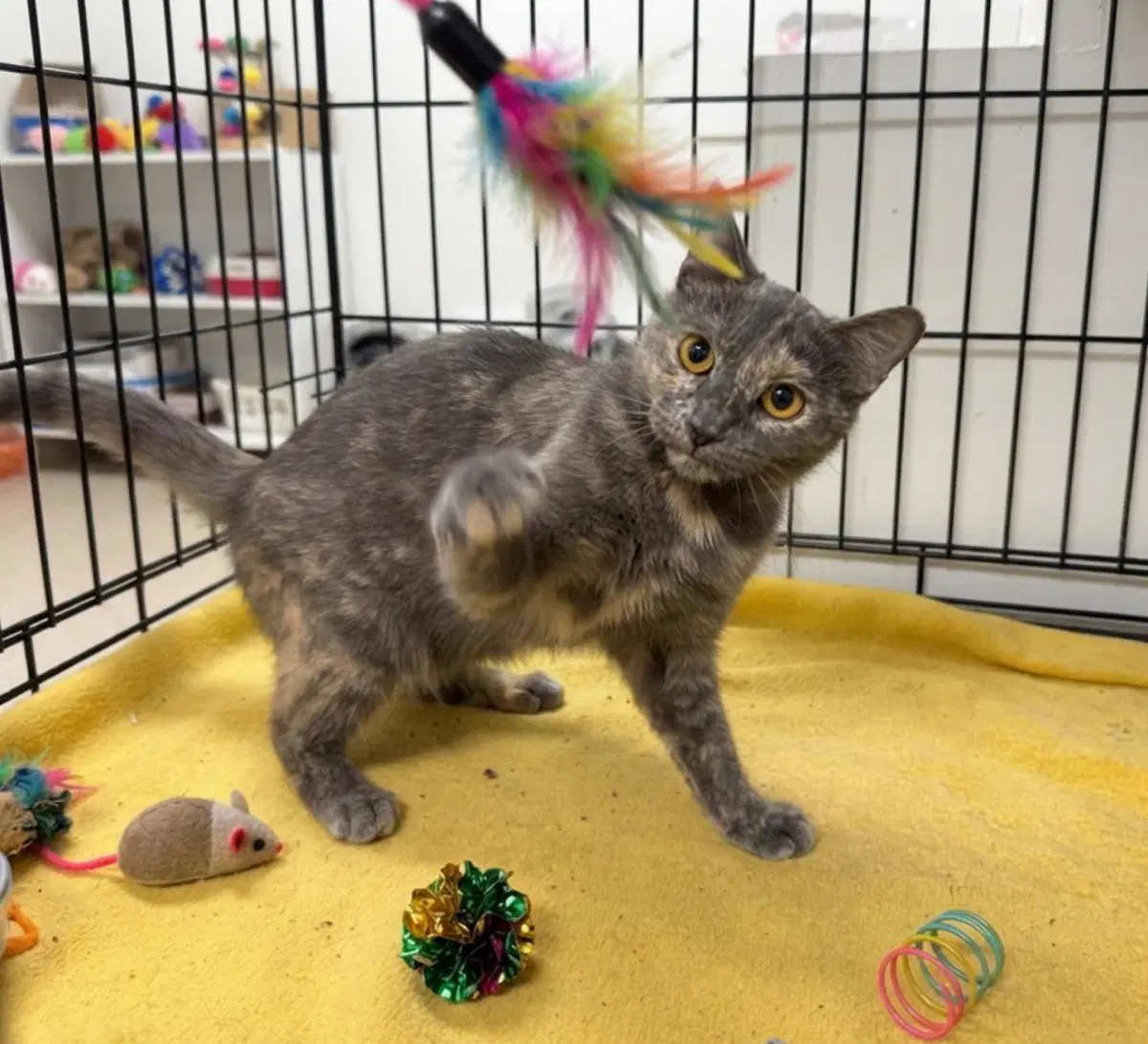 Gigi Deville - Dilute Tortoiseshell