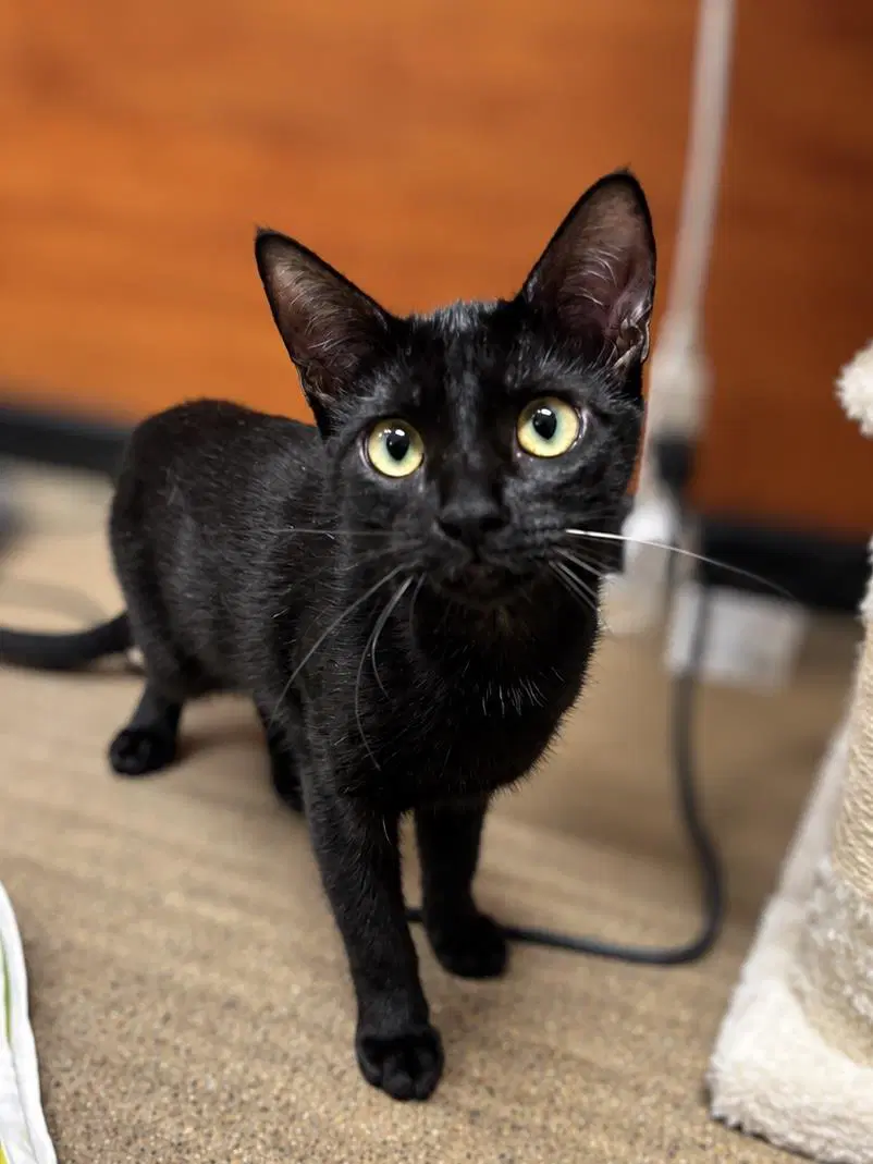 Sasha Hollanov - Domestic Short Hair