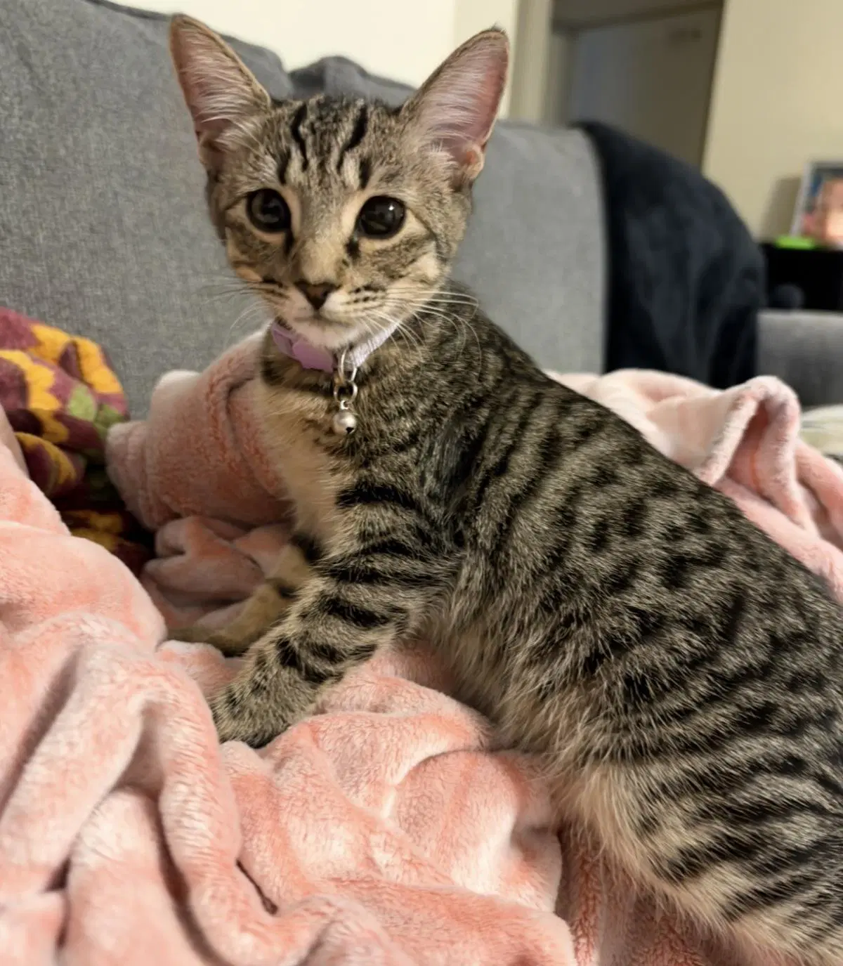 Roe Day Bonded With Rune Day - Tabby