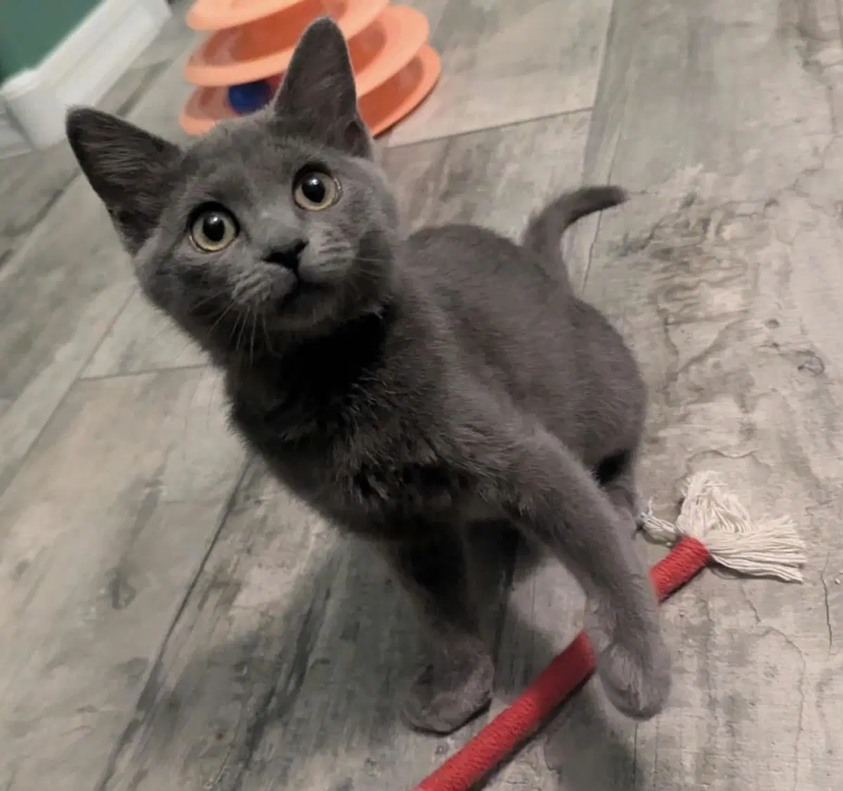 Lady Beowulf - Domestic Short Hair