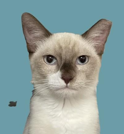 Kenny Cougar