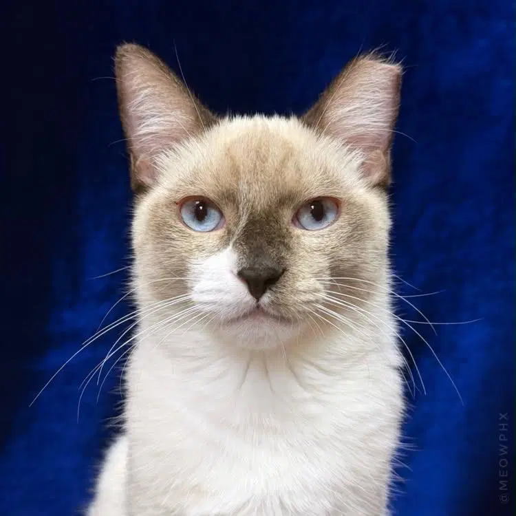 Kenny Cougar - Domestic Short Hair