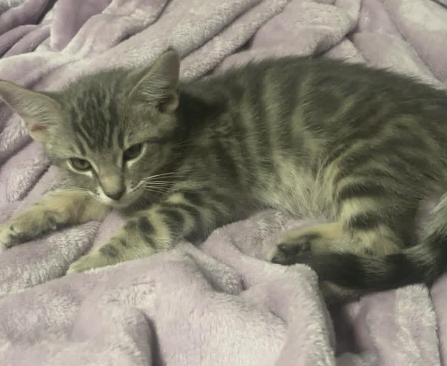 Photo of Cheba Naylor Bonded To Blu Naylor