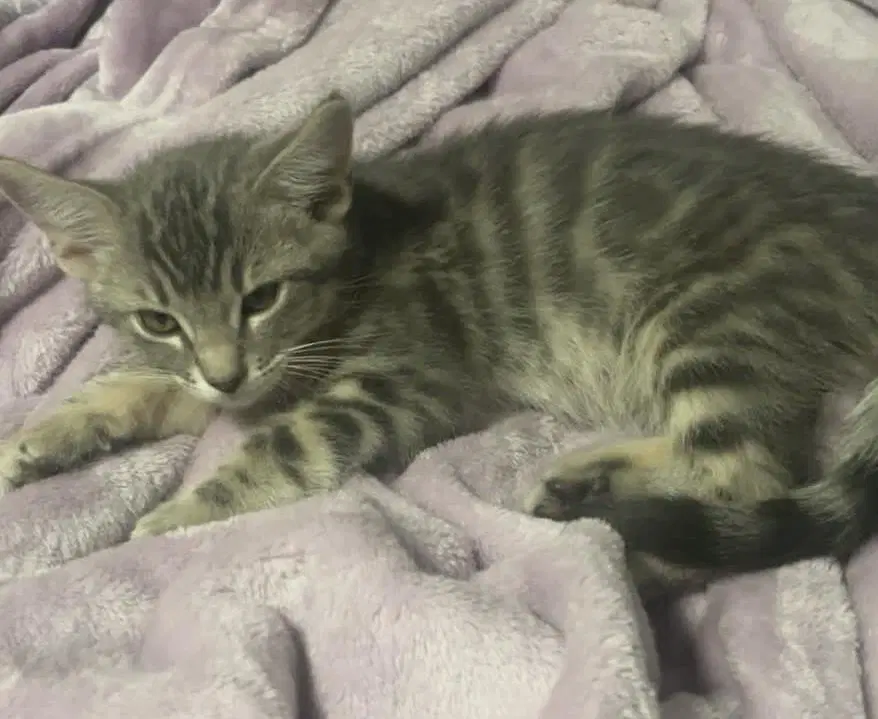 Cheba Naylor Bonded To Blu Naylor - Domestic Short Hair