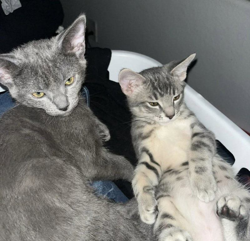 Cheba Naylor Bonded To Blu Naylor, photo 2