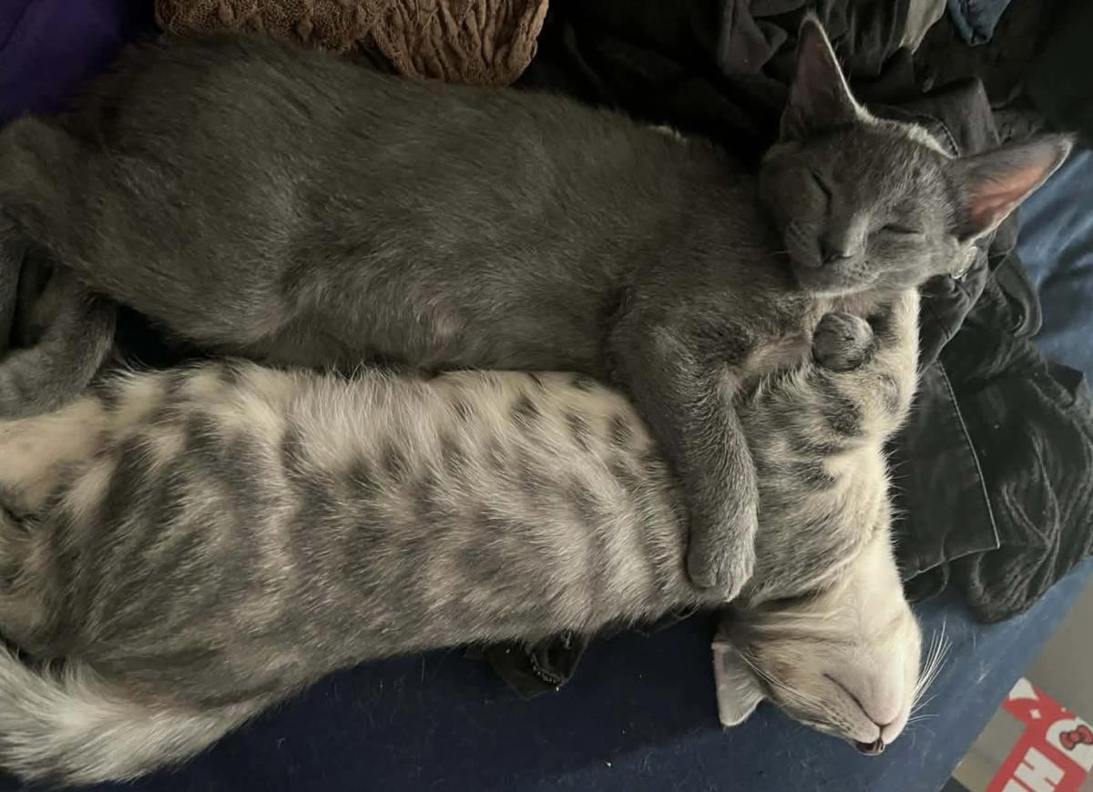 Photo of Cheba Naylor Bonded To Blu Naylor