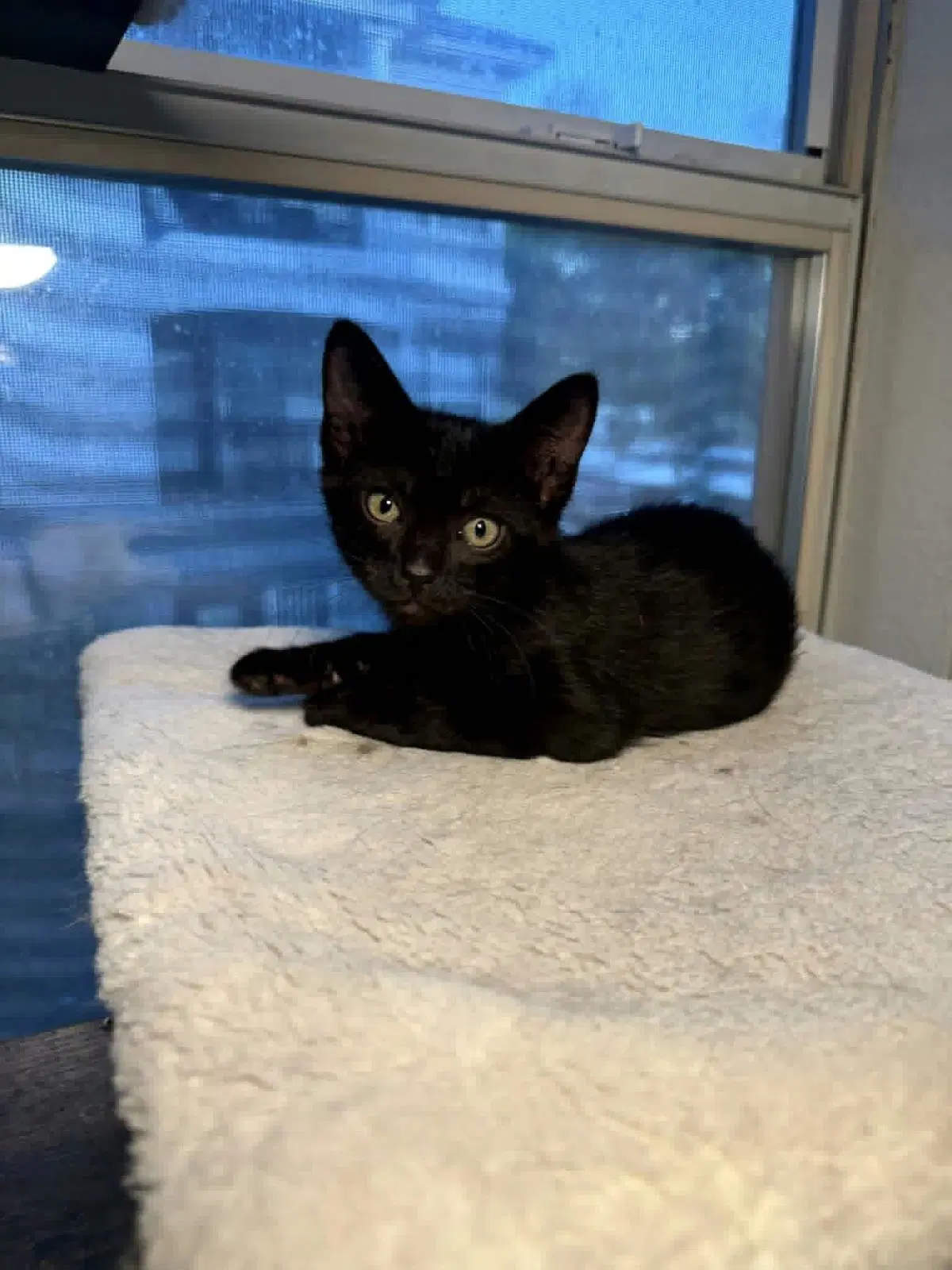 Vlad Bellykins - Domestic Short Hair