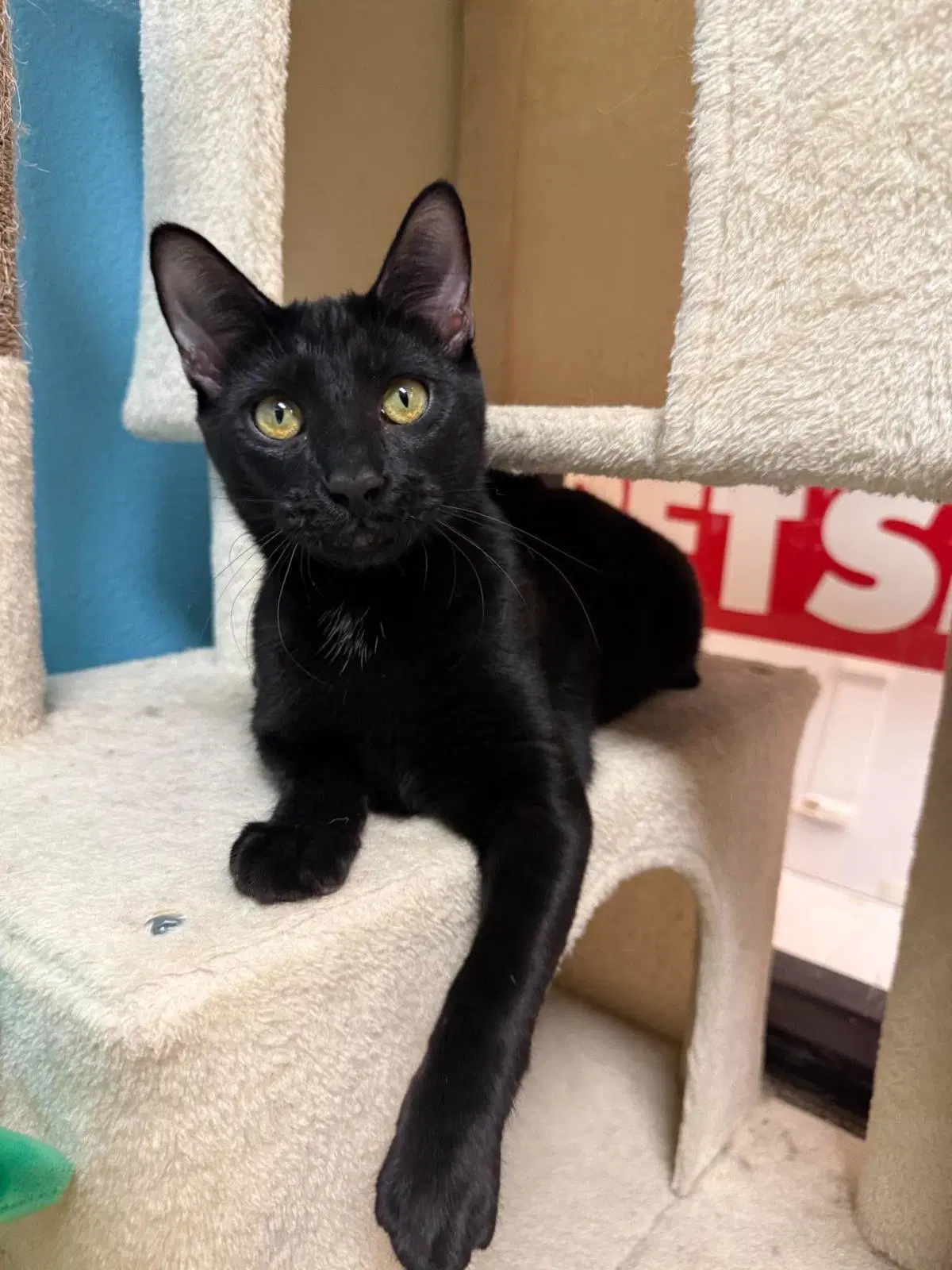Vlad Bellykins - Domestic Short Hair