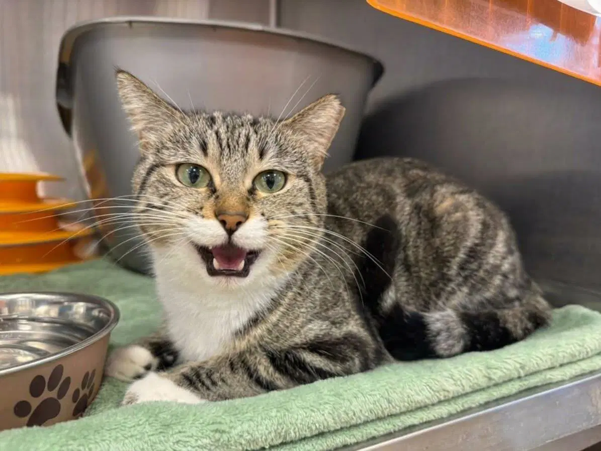 Mimi Sweetpea - Domestic Short Hair