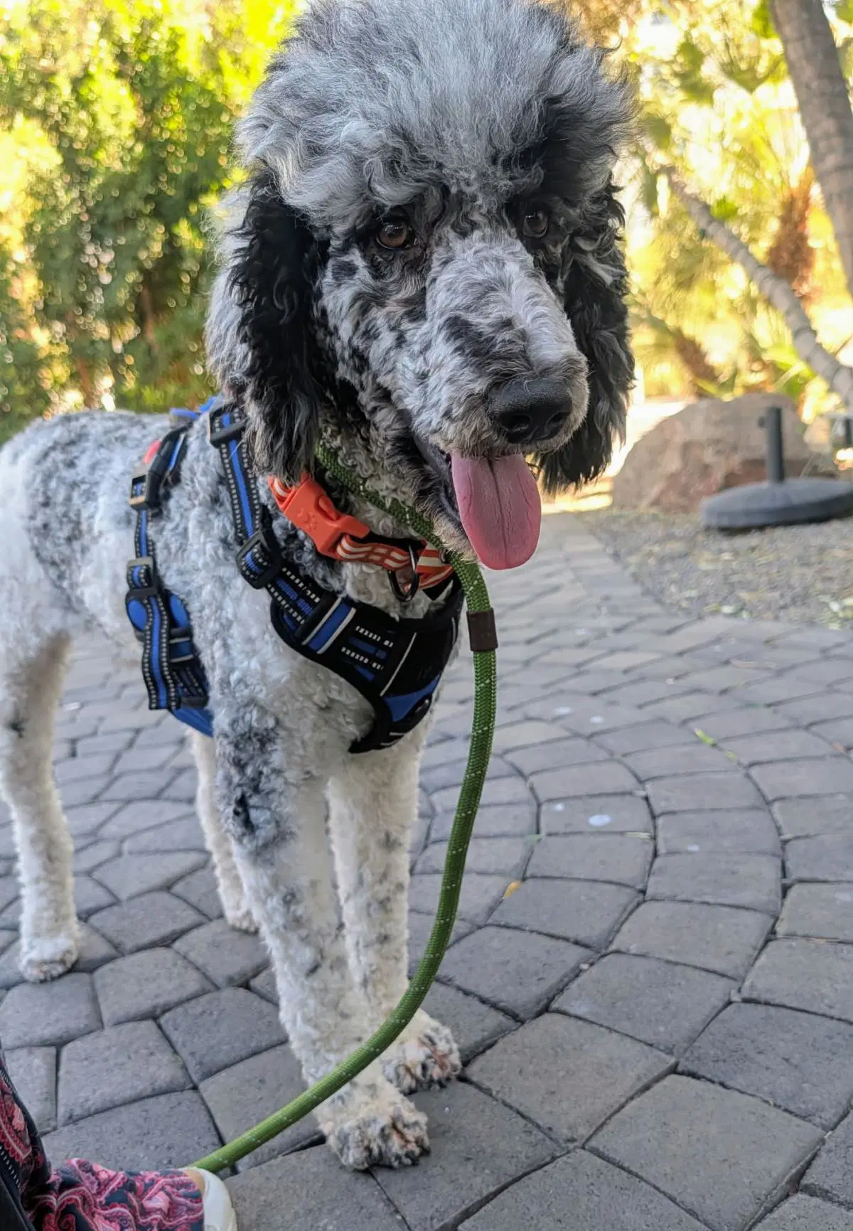 Show Time - Poodle (Standard)