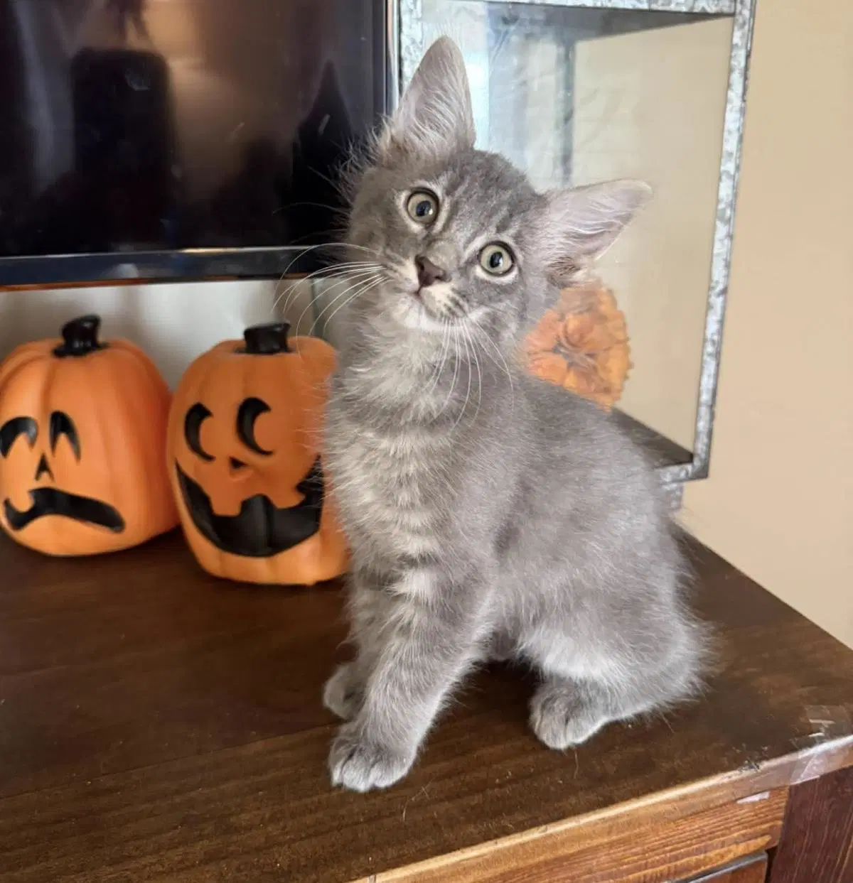Maui Disney - Domestic Medium Hair