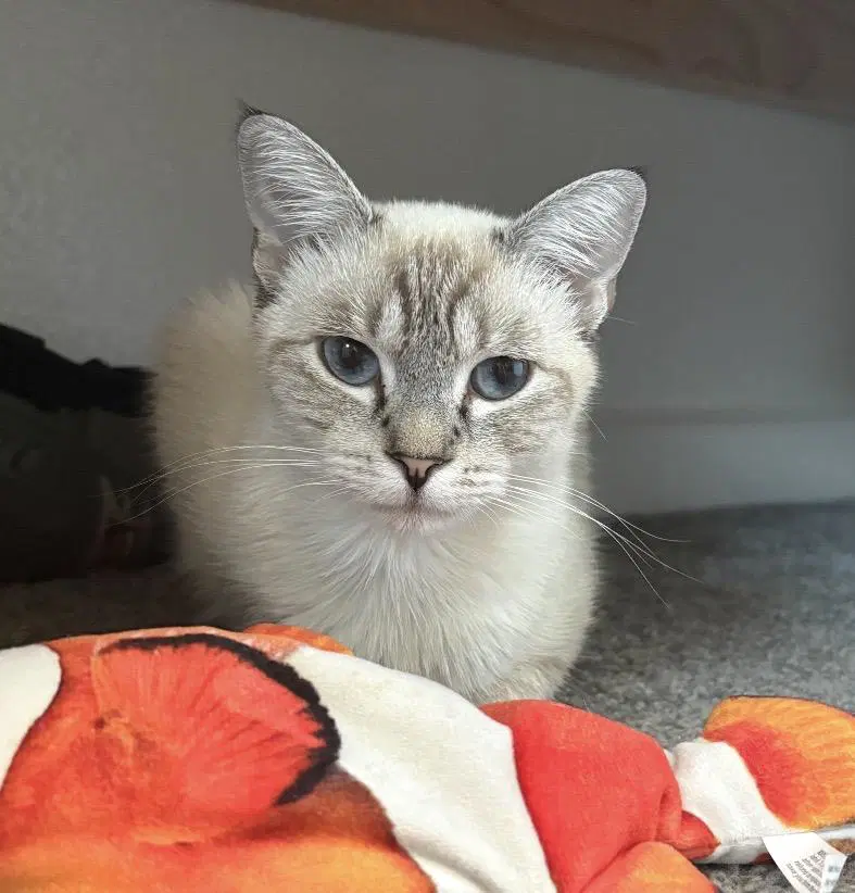 Coco Laurent - Domestic Short Hair