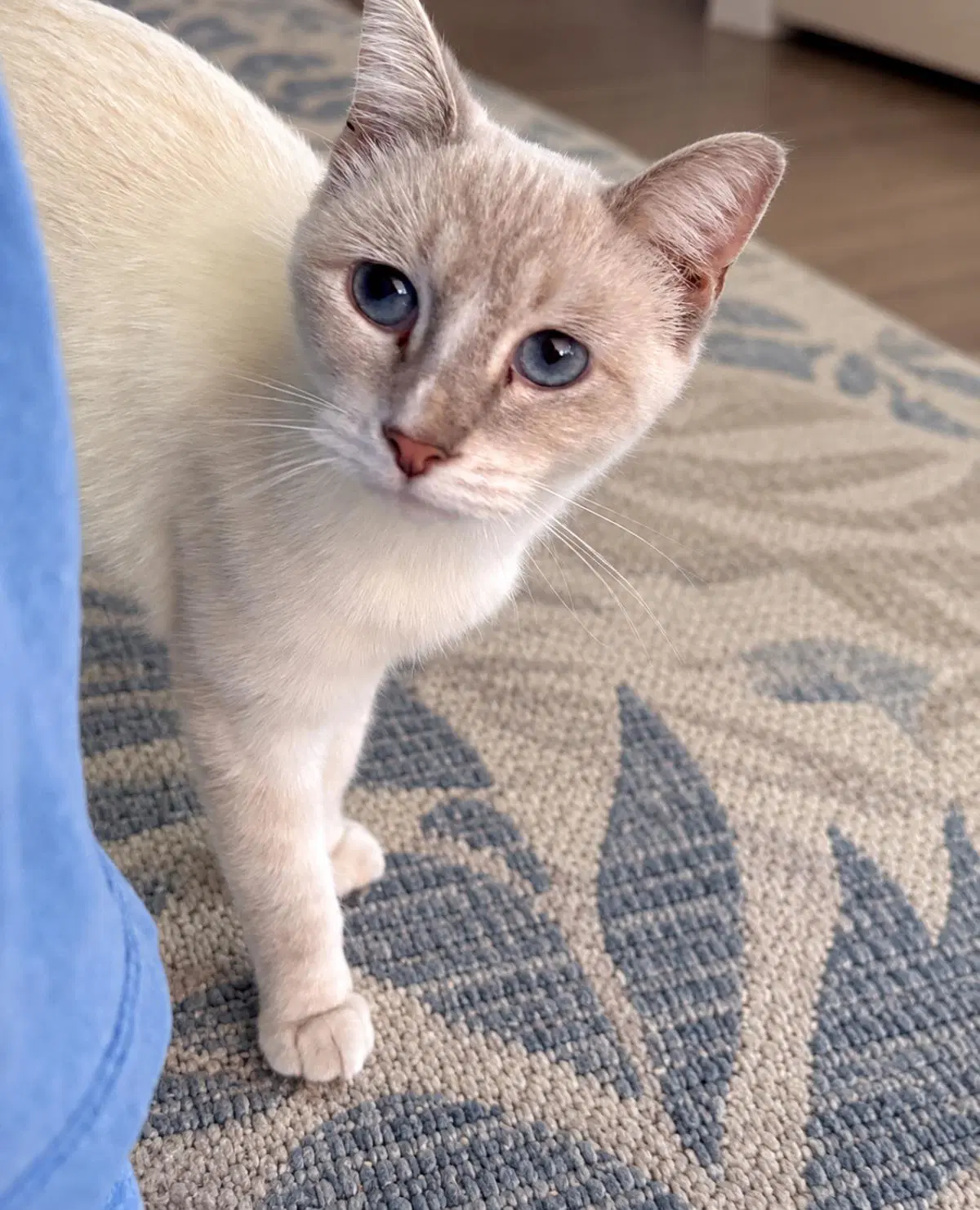 Chanel Laurent - Domestic Short Hair