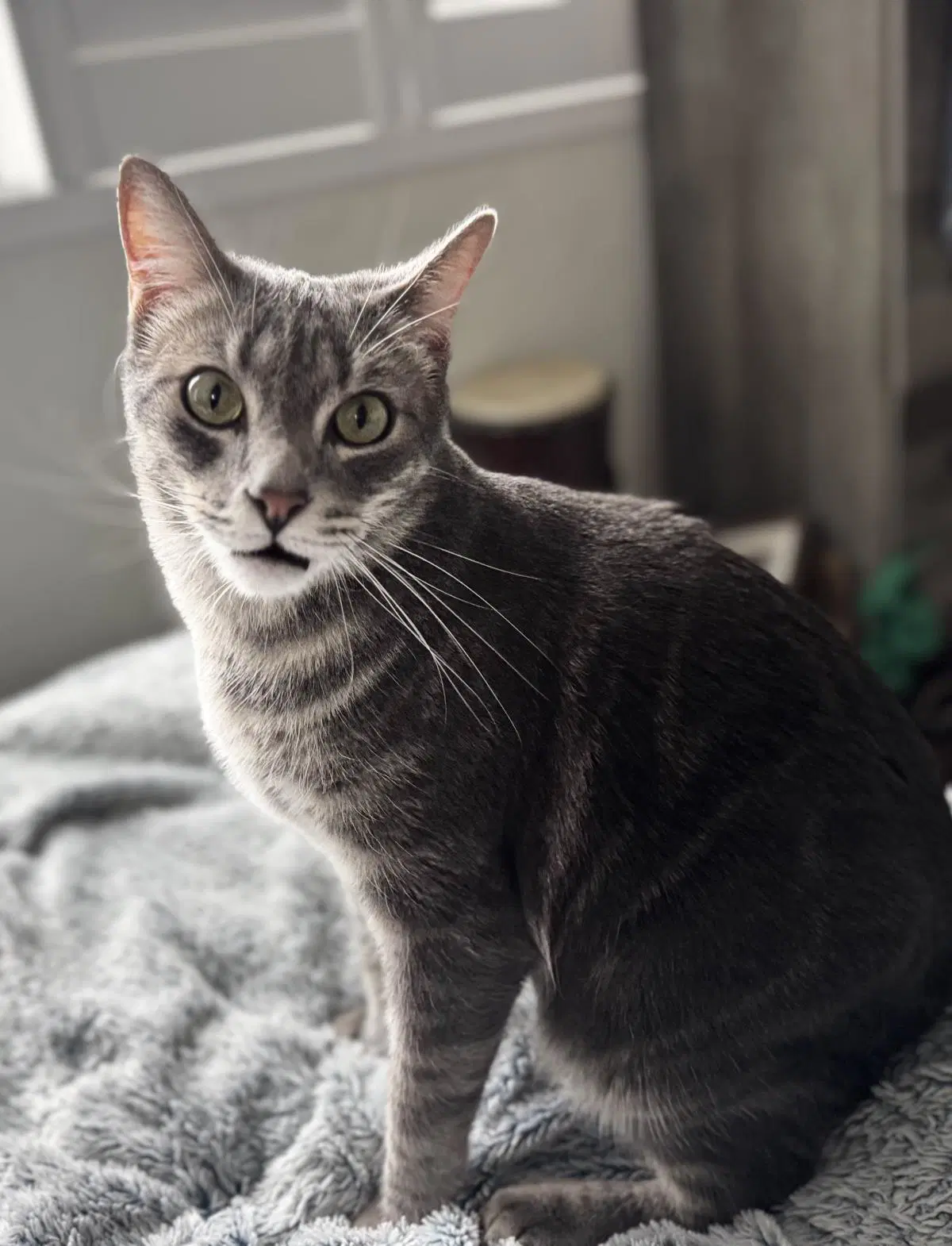 Burnt Bread - Domestic Short Hair
