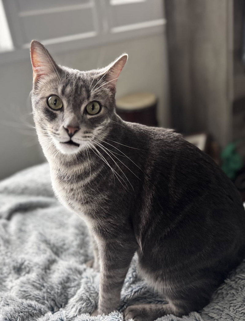 Burnt Bread, an adult male cat up for adoption