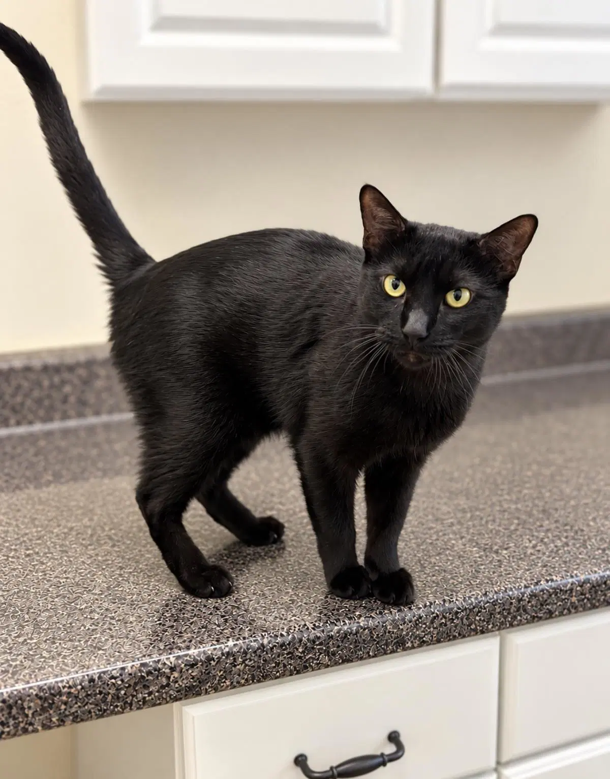 Ben Platt - Domestic Short Hair