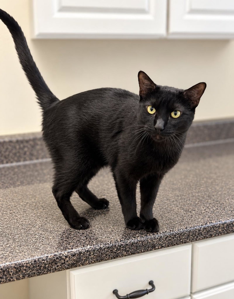 Ben Platt, a young male cat up for adoption
