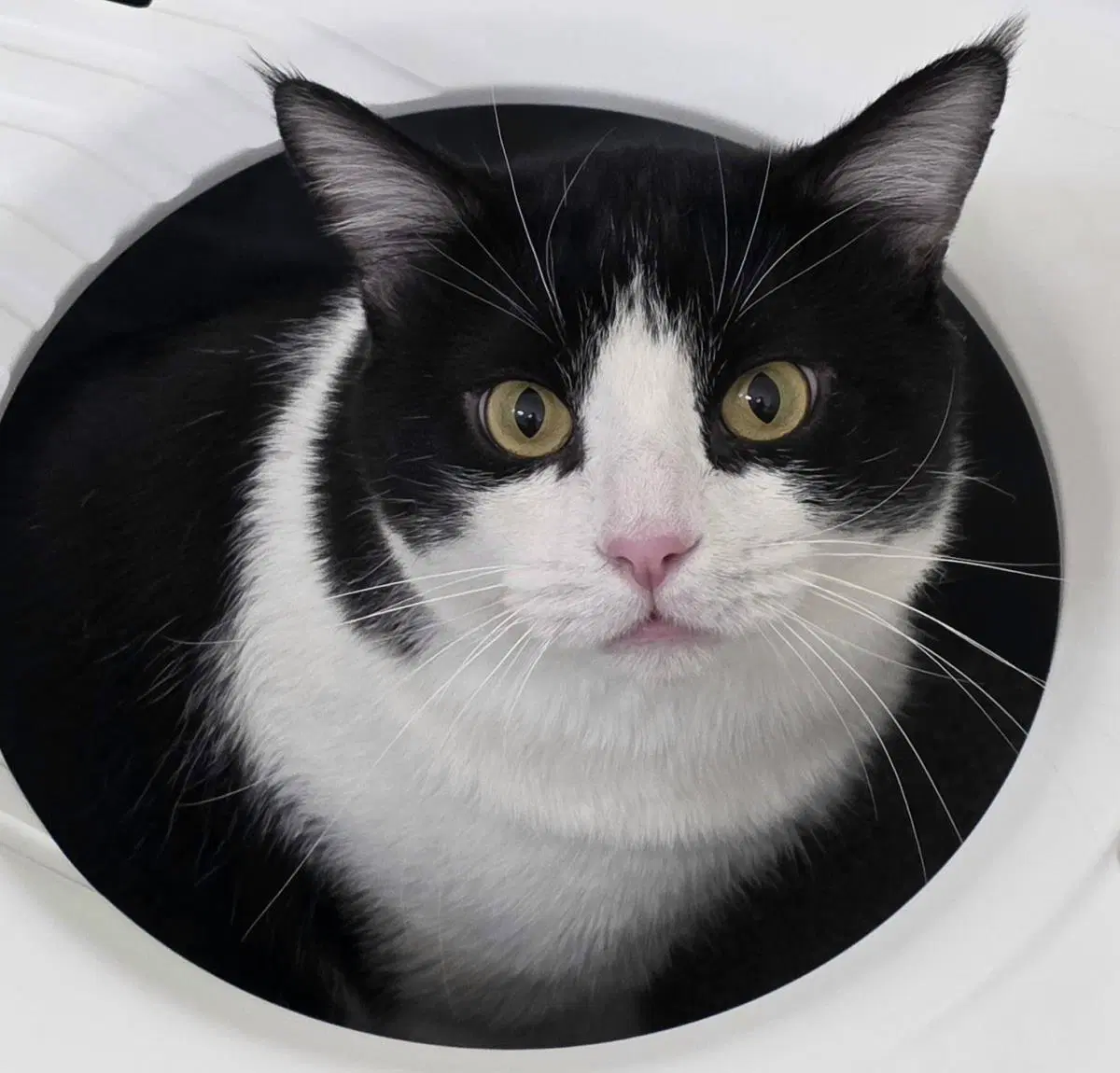 Twix Feigman - Domestic Short Hair