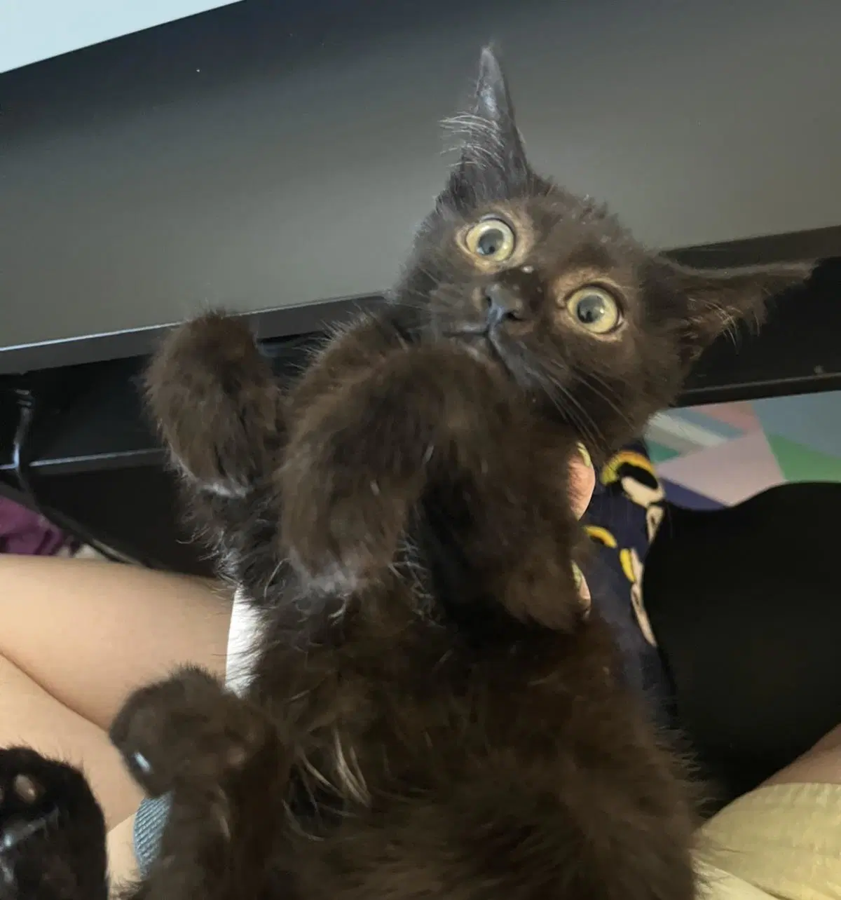 Rochefort Musketeer - Domestic Short Hair
