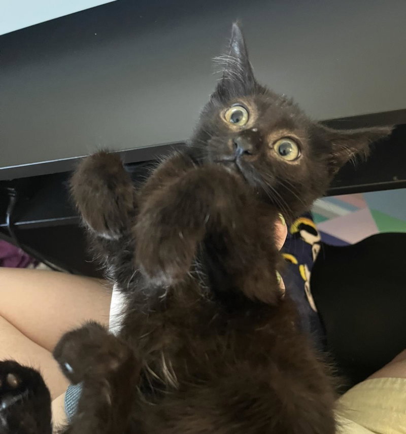 Rochefort Musketeer, a female kitten up for adoption