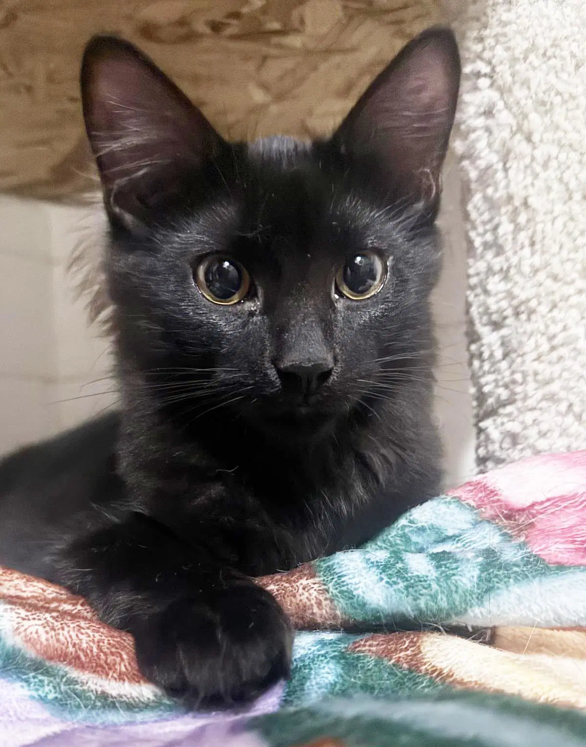 Ziggy Stardust - Domestic Medium Hair