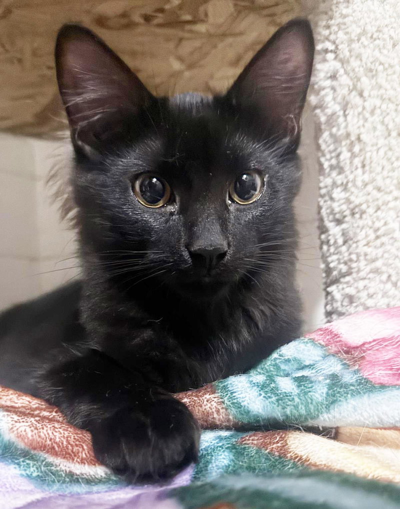 Ziggy Stardust, a male kitten up for adoption