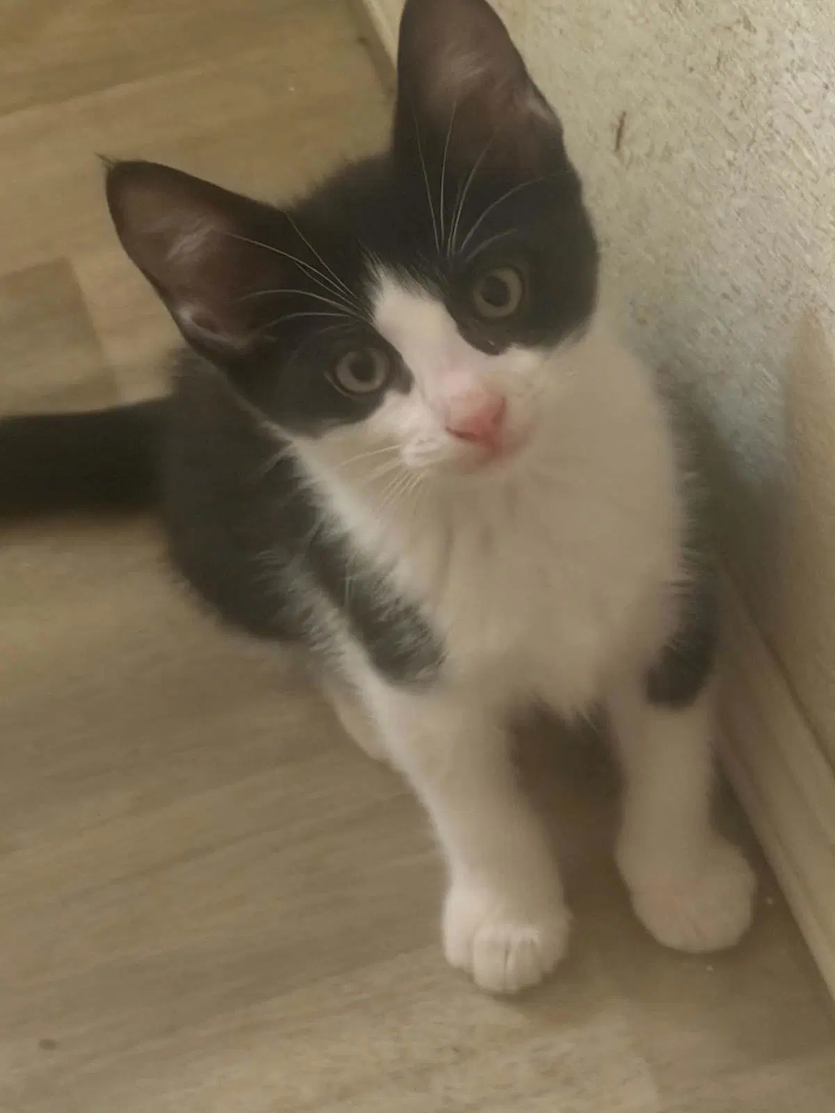 Zelda Stardust - Domestic Short Hair
