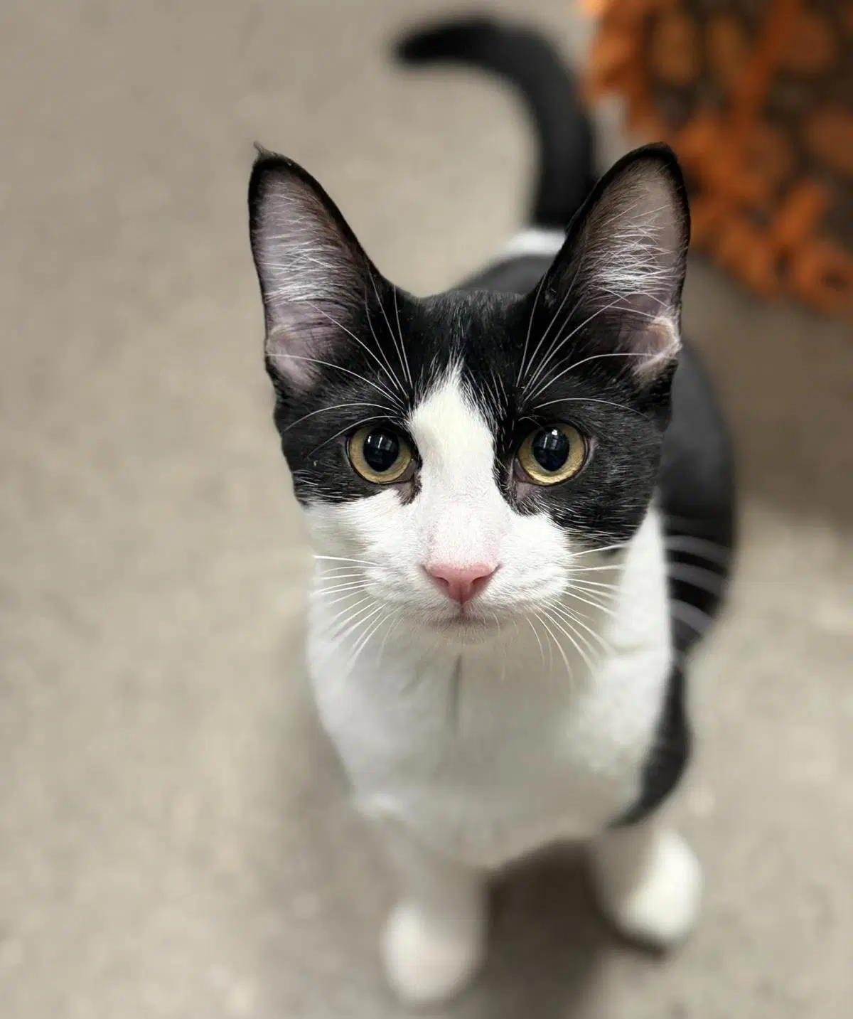 Zelda Stardust - Domestic Short Hair