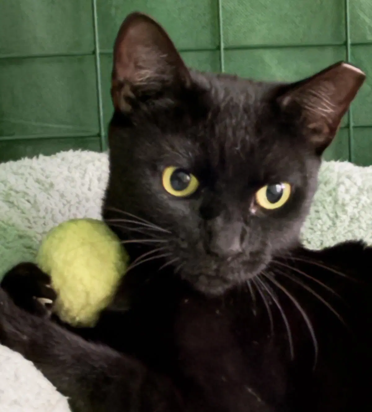 Kattie Mcdaniel - Domestic Short Hair