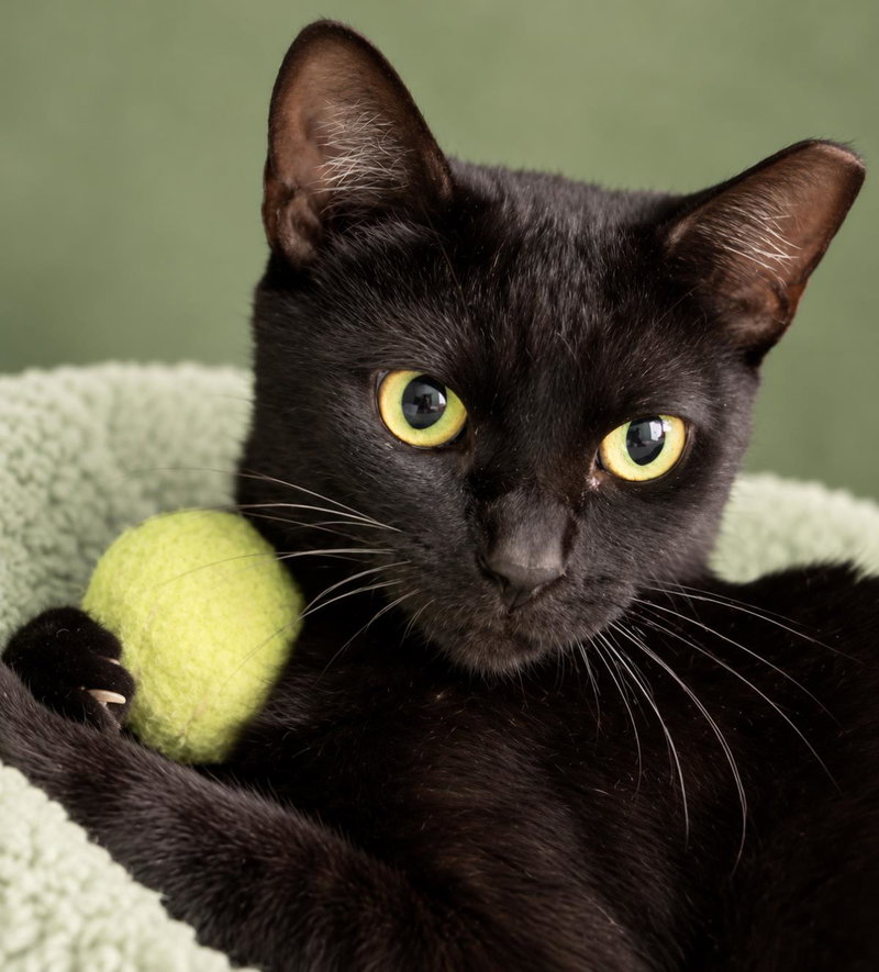Kattie Mcdaniel, an adult female cat up for adoption